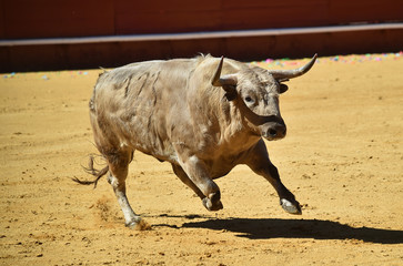 bull in spanish bullring