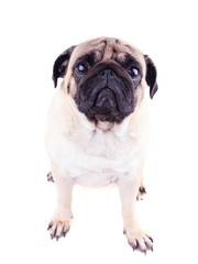 Obraz premium Portrait of a pug dog with big sad eyes. Isolated