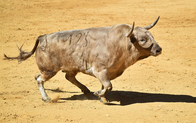 bull in spanish bullring