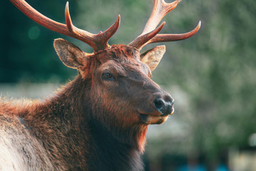 Elk in forest in mountains