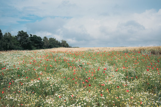 Wiese mit Wildblumen in unber&uuml;hrter Natur, dahinter Ackerbau