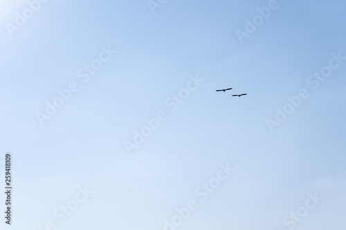 Birds Flying To The Sun In The Cloudless Blue Sky Stock - 