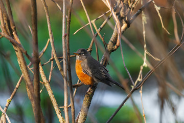 bird perched on branch