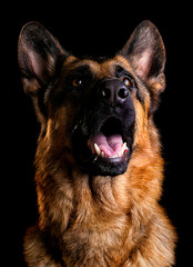 shepherd dog portrait on black background