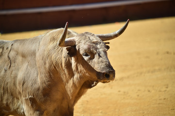 toro en españa