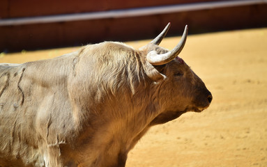 toro en españa