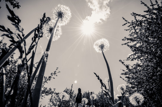 Single Dandelion Flower Worm Eye View