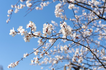 Close-up of blooming spring cherry blossoms against the cloudless blue sky. Branches from right to left
