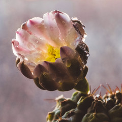 cactus with flower