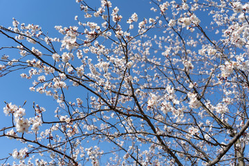 Blooming spring cherry blossoms against the cloudless blue sky. Branches from right to left