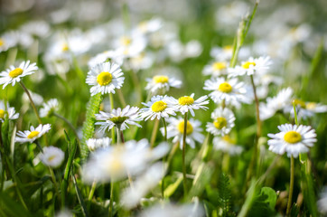 white  daisy flower