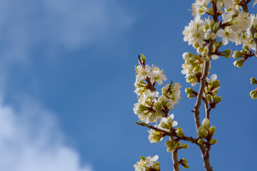Pink lilac trea on green defocused backgroung. Spring/summer time. Abstract soft floral backgorund