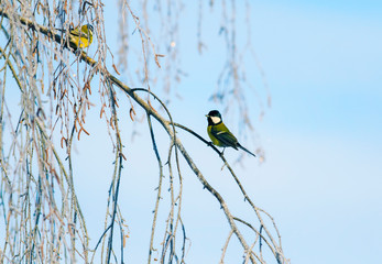 beautiful bright little birds of a tit sit on birch branches covered with fluffy white frost in a winter park