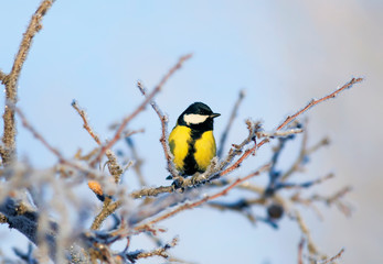 bright little tit bird sits on branches of a tree covered with fluffy white frost and snow in a winter frosty park against a blue clear sky