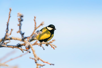 Fototapeta premium little tit bird sits on branches of a tree covered with fluffy white frost and snow in a winter frosty park against a blue clear sky
