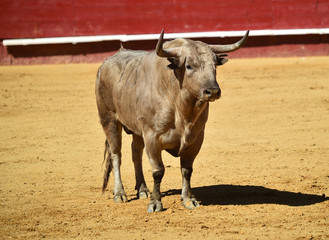 toro españon