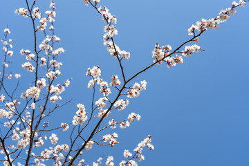 Blooming spring flowers in the trees against the backdrop of a cloudless blue sky. Twigs from left to right 