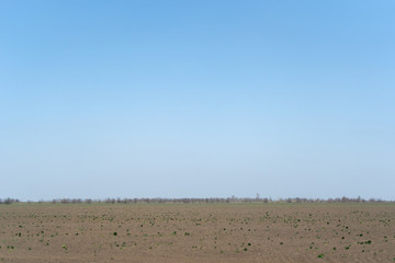 Ukrainian steppe spring field against a cloudless sky