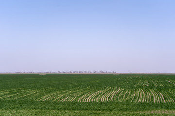 Ukrainian sown and sprouted spring green field against the cloudless sky