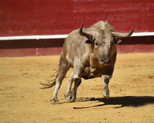 toro españon