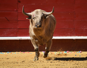 toro en españa