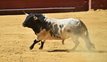toro grande en españa