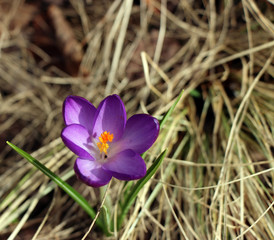 Lila Krokus im Sonnenlicht