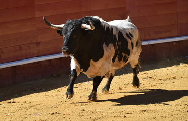 toro grande en españa