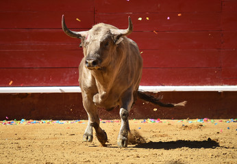 toro grande en españa