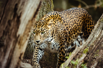 Fototapeta na wymiar Beauty Leopard 