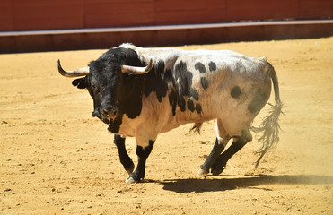 toro grande en españa