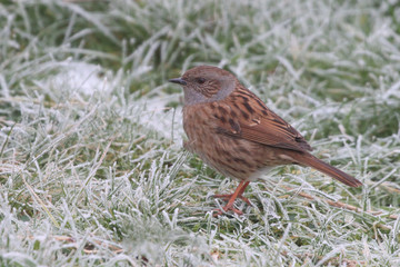 Obraz premium Dunnock