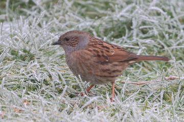 Dunnock