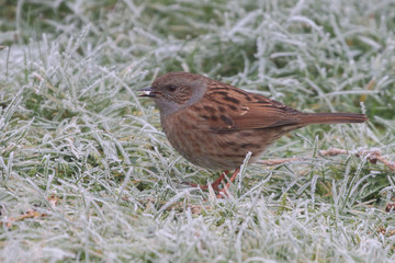 Dunnock