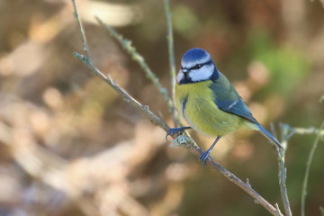 Blue Tit