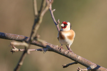 Goldfinch