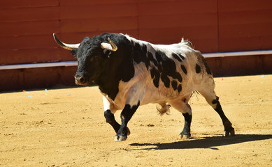 toro españon