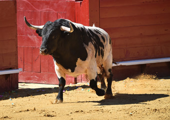 toro grande en españa