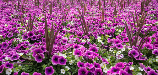panoramic field of purple flowers