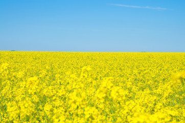 Fototapeta premium yellow rapeseed flower field