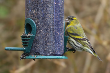 Naklejka premium Siskin