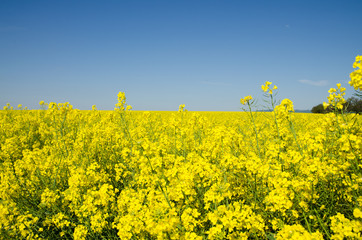 yellow rapeseed flower field