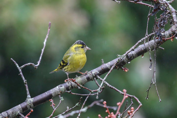 Siskin