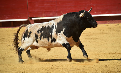 toro español en plaza de toros