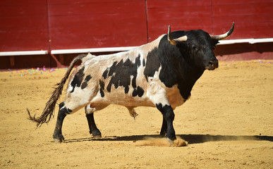 toro españon