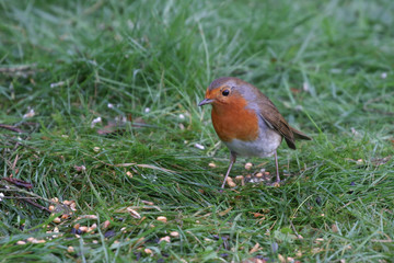Robin