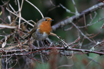 Robin