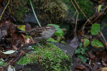 Sparrow