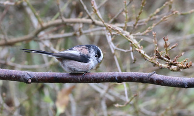 Long Tailed Tit