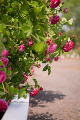 Spaziergang im Rosenpark